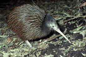The little spotted kiwi is one of new zealand's most impressive conservation success stories. North Island Brown Kiwi New Zealand Birds Online