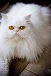 White Himalayan Kitten, Himalayan kittens for sale ...