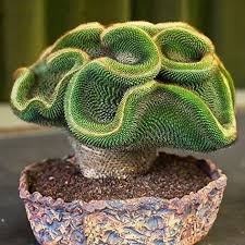 Catkoo Graine Mini Cactus Graines De Plantes Succulentes Bricolage Maison Jardin Bonsai Balcon Decor Decora En 2020 Plante Succulente Plantes Inhabituelles Succulentes