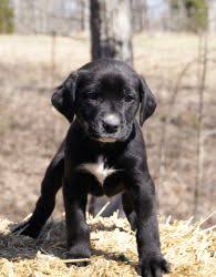 Maybe about four months old? I Want A Puppy That Looks Like This And If It S A Boy It Will Have It S Own Set Of Bow Ties If It S A Girl R Black Lab Puppies Lab