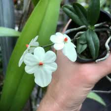 Image result for Aerangis