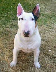 Bullterrier Mini Bull Terriers Miniature Bull Terrier Bull Terrier Rescue