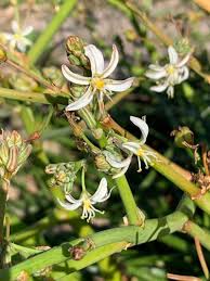 Image result for Trachyandra saltii