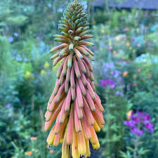 Image result for Kniphofia thomsonii
