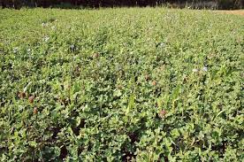 Mix 4 Wheat Or Oats Alfalfa Red Clover And Chicory Food Plot Deer Feeders Whitetail Deer