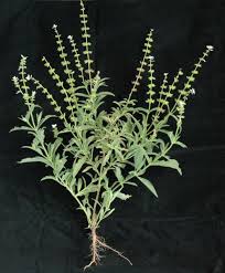 Image result for Syncolostemon oritrephes