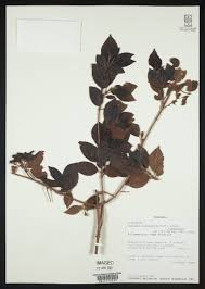 Image result for Rutidea