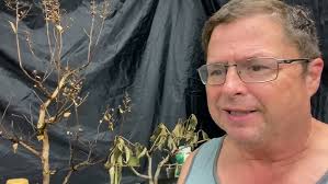 hard prune Nandina and mimosa trees