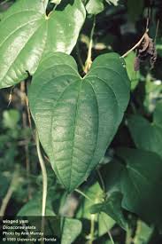 Image result for Dioscorea alata