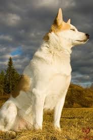The norrbottenspitz (norrbottenspets) takes his name after the norrbotten county in northern sweden, which is at the most northern part of the gulf of bothnia, close to the finnish border. Norrbottenspitz Dog Breeds Hunting Dogs Dogs