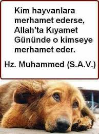Ahmet Tan Adli Kullanicinin Hayvanlara Merhamet Et Panosundaki Pin 2020 Hayvan Haklari Hayvan Hayvanlar