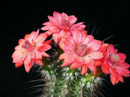 Tipos de cactus con flores (entre ellos el astrophytum). Cactus De Flor Mas Populares Interesantes Y Sorprendentes Datos Plantas