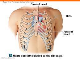 Related online courses on physioplus. Surface Anatomy Of Heart Anatomy Drawing Diagram