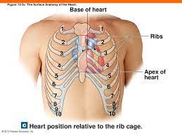 Bony landmarks.—the second costal cartilage corresponding to the sternal angle is so readily found that it is used as a the influence of the obliquity of the ribs on horizontal levels in the thorax is well shown by the following line. Surface Anatomy Of Heart Anatomy Drawing Diagram