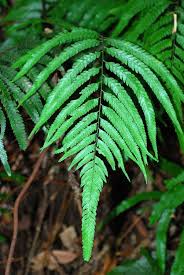 Image result for Blotiella trichosora