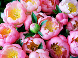 Angelica has been used throughout history for numerous things. Facts About Flowers Peony Edition Because They Re Blooming Gorgeous And Interesting Too Flowers Planting Peonies Peonies