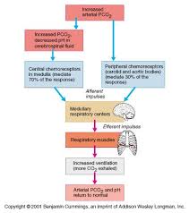 Print A P Ch22 The Respiratory System Flashcards Easy