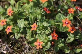 Image result for Anagallis pumila