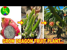 Maybe you would like to learn more about one of these? Pin On Apple Plants From Seeds