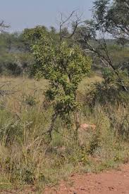 Image result for Vitex ferruginea