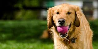 DOG GUARD OF GREATER PITTSBURGH