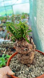 Image result for Euphorbia mlanjeana