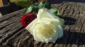 Check spelling or type a new query. Gambar Bunga Mawar Matahari Sakura Tulip Sakura