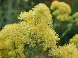 Check spelling or type a new query. Thalictrum Speciosissimum Thalictrum Flavum Ssp Glaucum Thalictrum Flavum Subsp Glaucum Thalictrum Sphaerostachyum Plant Lust