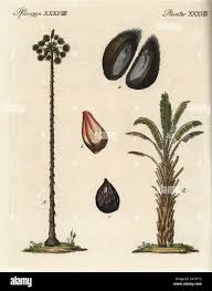 Image result for Usteria guineensis