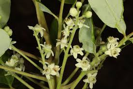 Image result for Ekebergia benguelensis