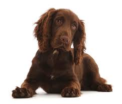 I first was introduced to the breed at a greg derrett camp in uk on september 2012. Chocolate Working Cocker Spaniel Puppy Photograph By Mark Taylor