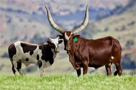 Cattle of the ages by president cyril ramaphosa. President Ramaphosa S Ankole Cattle Just Sold For R2 7 Million With Bull Mufasa Voted Best