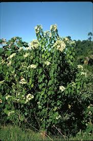 Image result for Dombeya kirkii