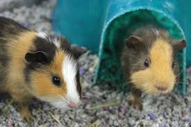 Where do i go and what do i bring with me to the store? Guinea Pigs