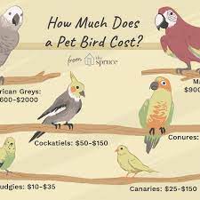 Often times, the birds are sick or dying. How Much Does It Cost To Buy And Care For A Pet Bird