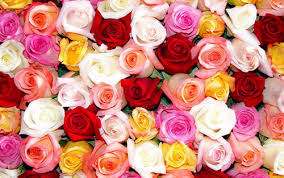 These beautiful things grow on almost all continents and their mesmerizing scent makes our days more. Rose Color Meanings House Of Flowers