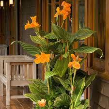 Image result for Canna indica