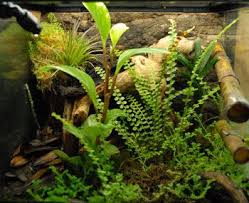 Neherp Vivarium Construction 101 The Most Complete Vivarium Building Articles Online Vivarium Orchid Bark Plant Species