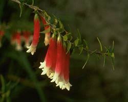 Australian bush flower essences — catalysts to unlock your full potential resolve negative beliefs and create emotional health and well being. Australian Bush Flower Essences