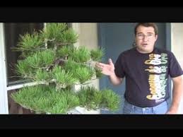 We did not find results for: Seasonal Japanese Black Pine Care Youtube