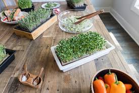 Image result for Grewia microthyrsa