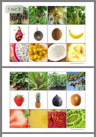 Fruit Liens Montessori Materials Montessori Activities Toddler Learning Activities