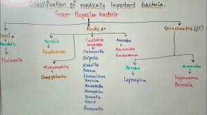 classification of medically important bacteria based on gram stain