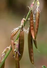 Image result for Astragalus atropilosulus