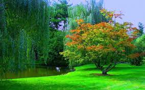 Wonderful Greenery Scene Beautiful Photos Of Nature Beautiful Nature Nature Wallpaper