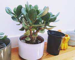 Plants toxic to cats and dogs. Naming Your Succulent Fetching Pet Names Funny Cute