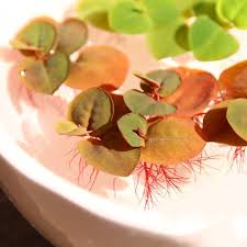 Image result for Phyllanthus retinervis