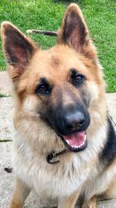 Black And White German Shepherd Mix Puppies Meet Rio At 12 Months Storyful Dog Best Pinterest Dog Profile All German Shepherd German Shepherd Photography German Shepherd Puppies German Shepherd Dogs