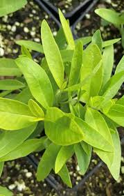 Image result for Asclepias longissima