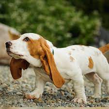 Gooddog.com has been visited by 10k+ users in the past month 1 Basset Hound Puppies For Sale By Uptown Puppies